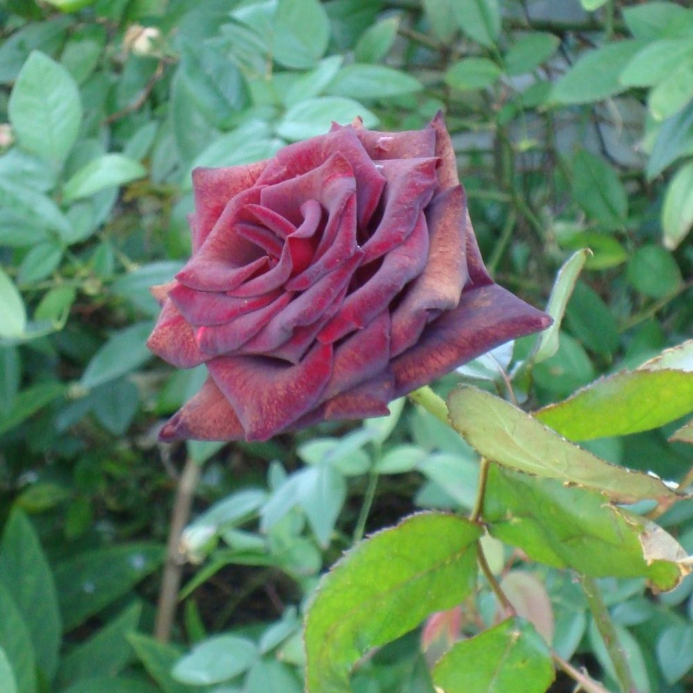 Meet your Posher, Red